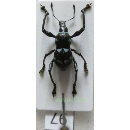 Metapocyrtus sp. Heller, 1912 male Philippines97